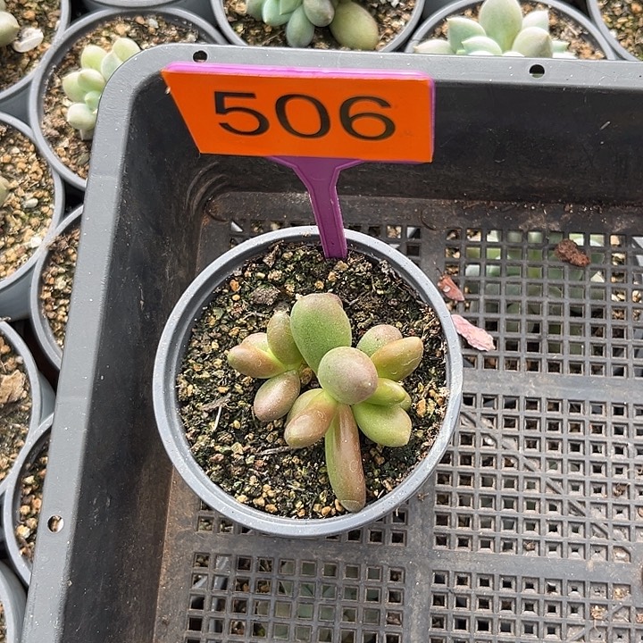 水****多肉植物椰子树506