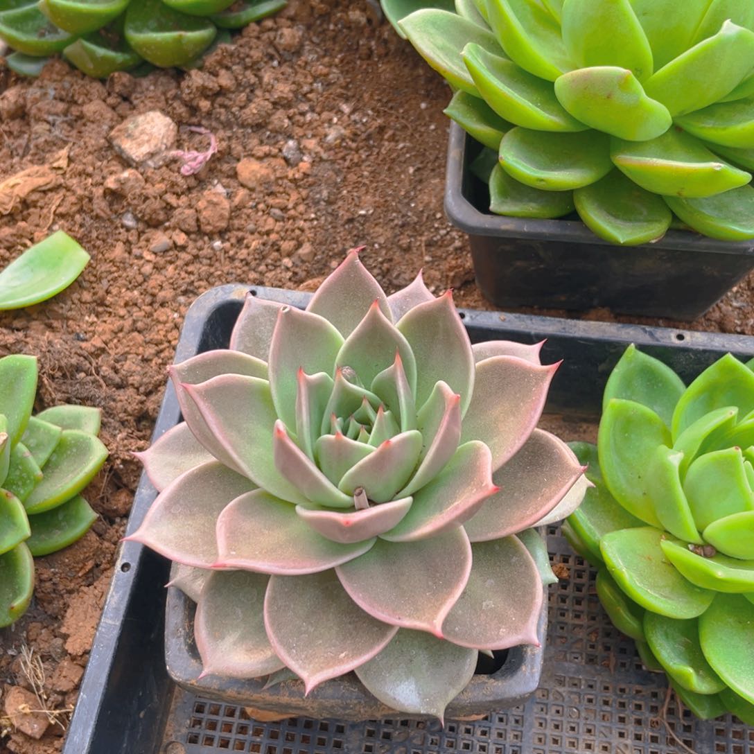 星星99999999990000