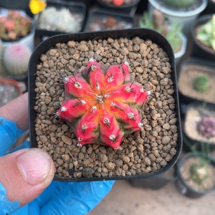 559花蝴蝶牡丹仙人球