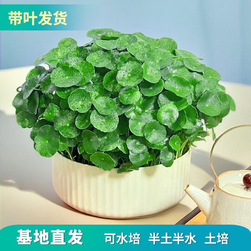 带叶铜钱草水培植物室内外桌面盆栽四季好养活净化空气食用薄荷