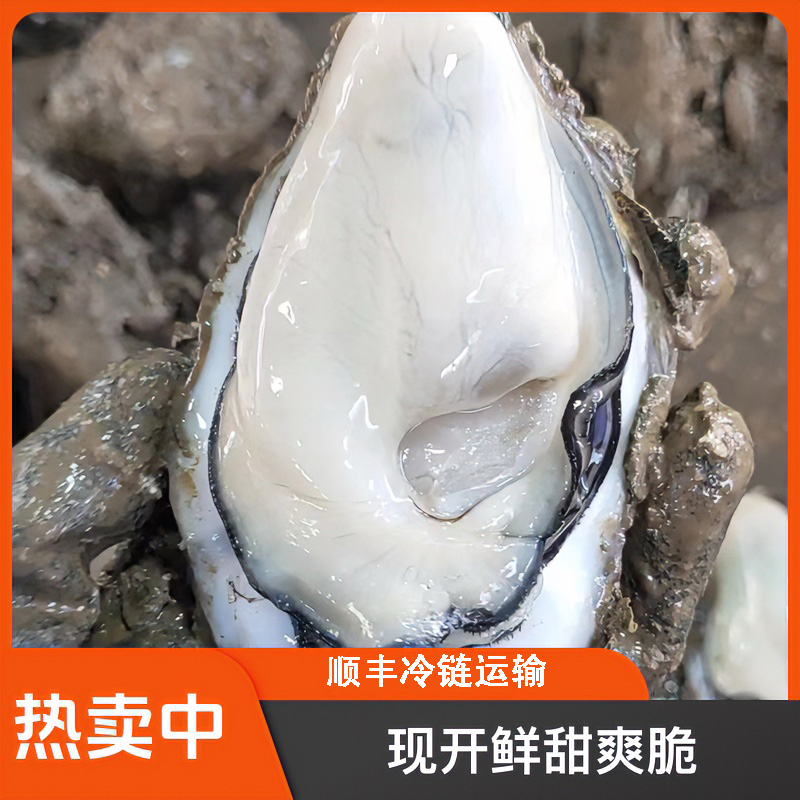 大蚝五斤【赠一斤小中蚝】纯蚝肉鲜甜爽脆无渣不缩水生蚝现剥蚝肉