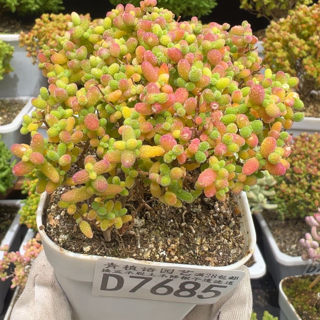 D7685蜜桔糖球枝干