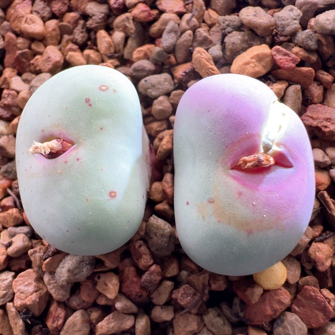 349优选pv1014大型红嘴二爆四