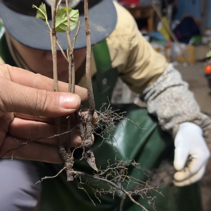 游***钓无花朵老鸦柿紫血灯笼