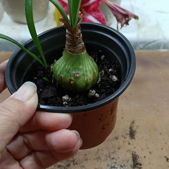 无花朵双绿3+带一个侧
