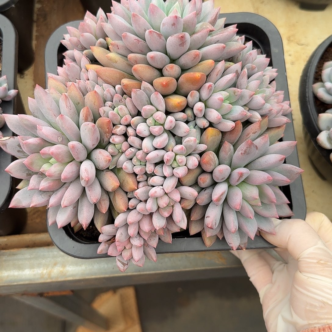 蓝精灵整无砍群生多肉