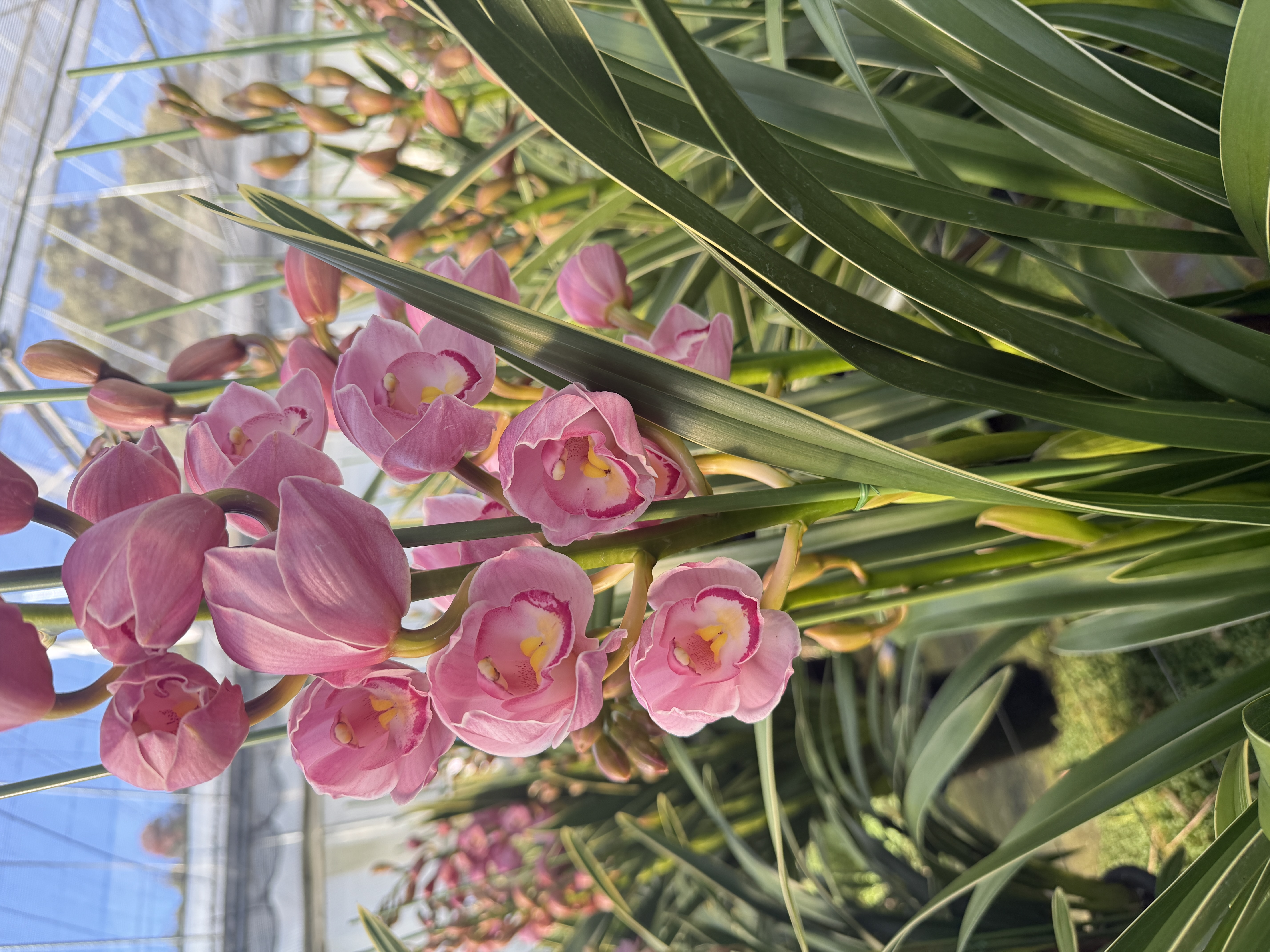 福娘直立盆栽   造型规整 绿意盎然  四季好赏