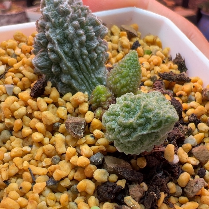 长***死吉祥如意的大家庭