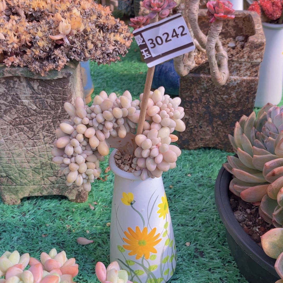 粉恋缀多肉植物30242