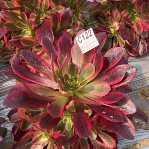 多肉植物凤冠捧花