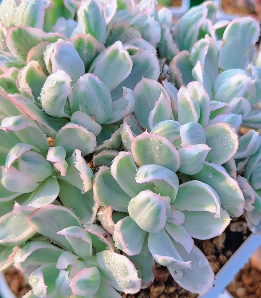 鎏金肉圃一物一拍链接