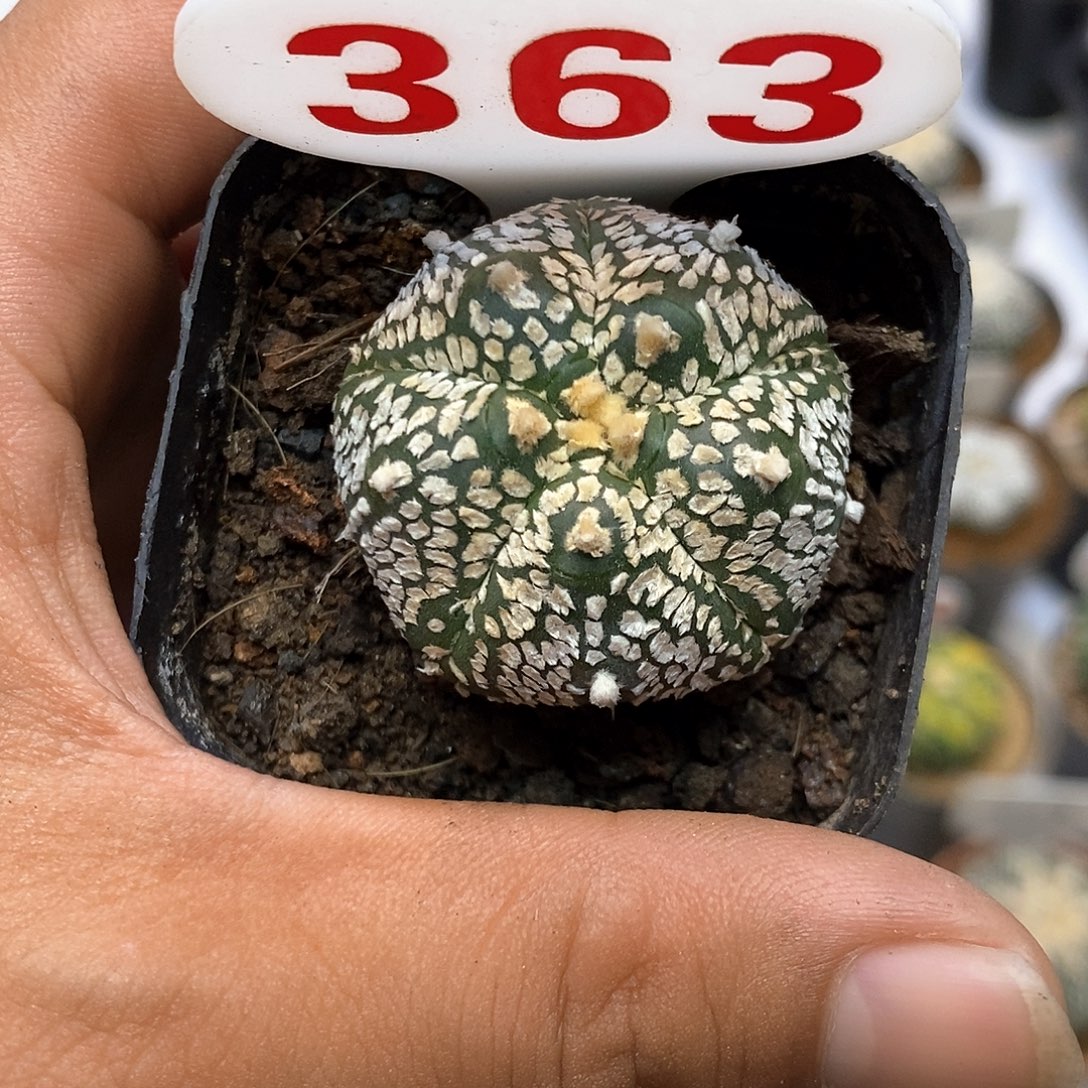 363福利特价来了打榜