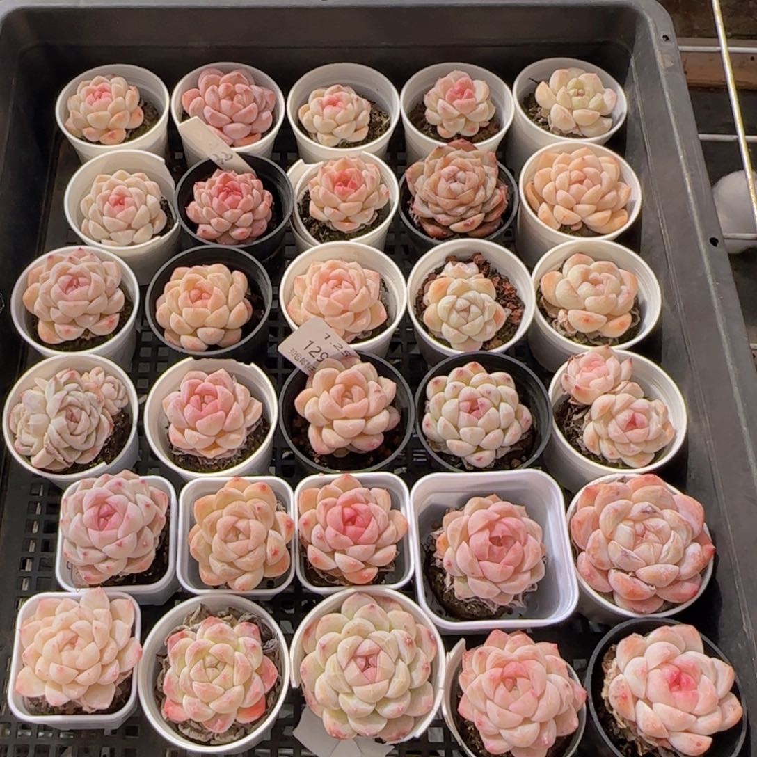 喃**语白桃汽水太妃糖30颗