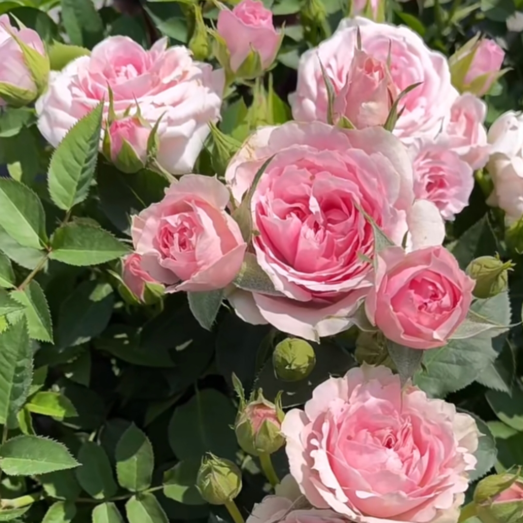 【丘比特】多颗扦插果色果香仙女花好养护抗病性强花卉绿植盆栽月季