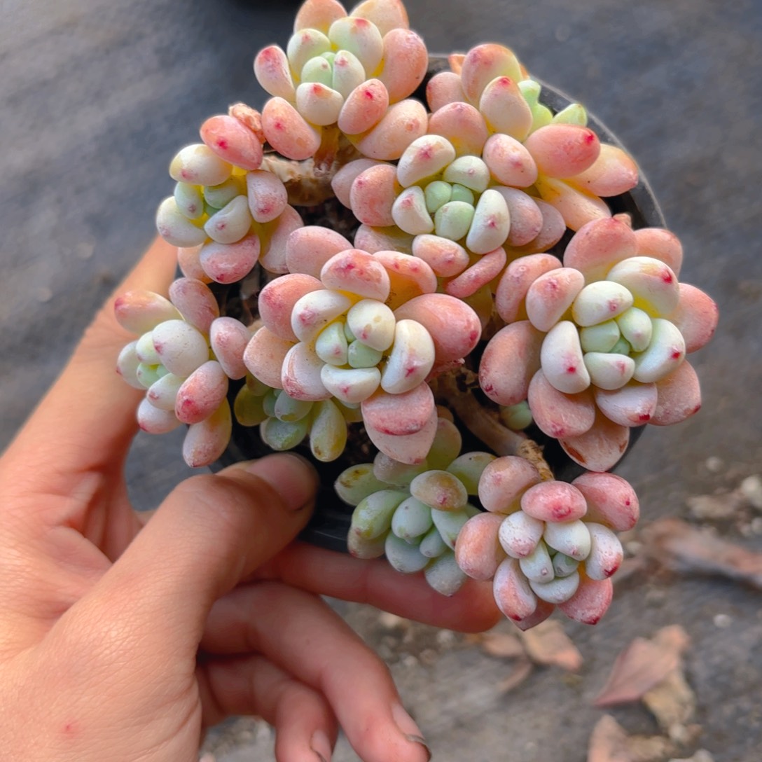 罗琦新疆包邮整桩整