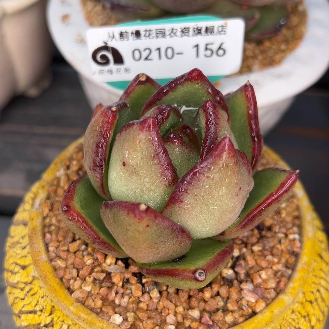 从前慢多肉精选编号0210.156