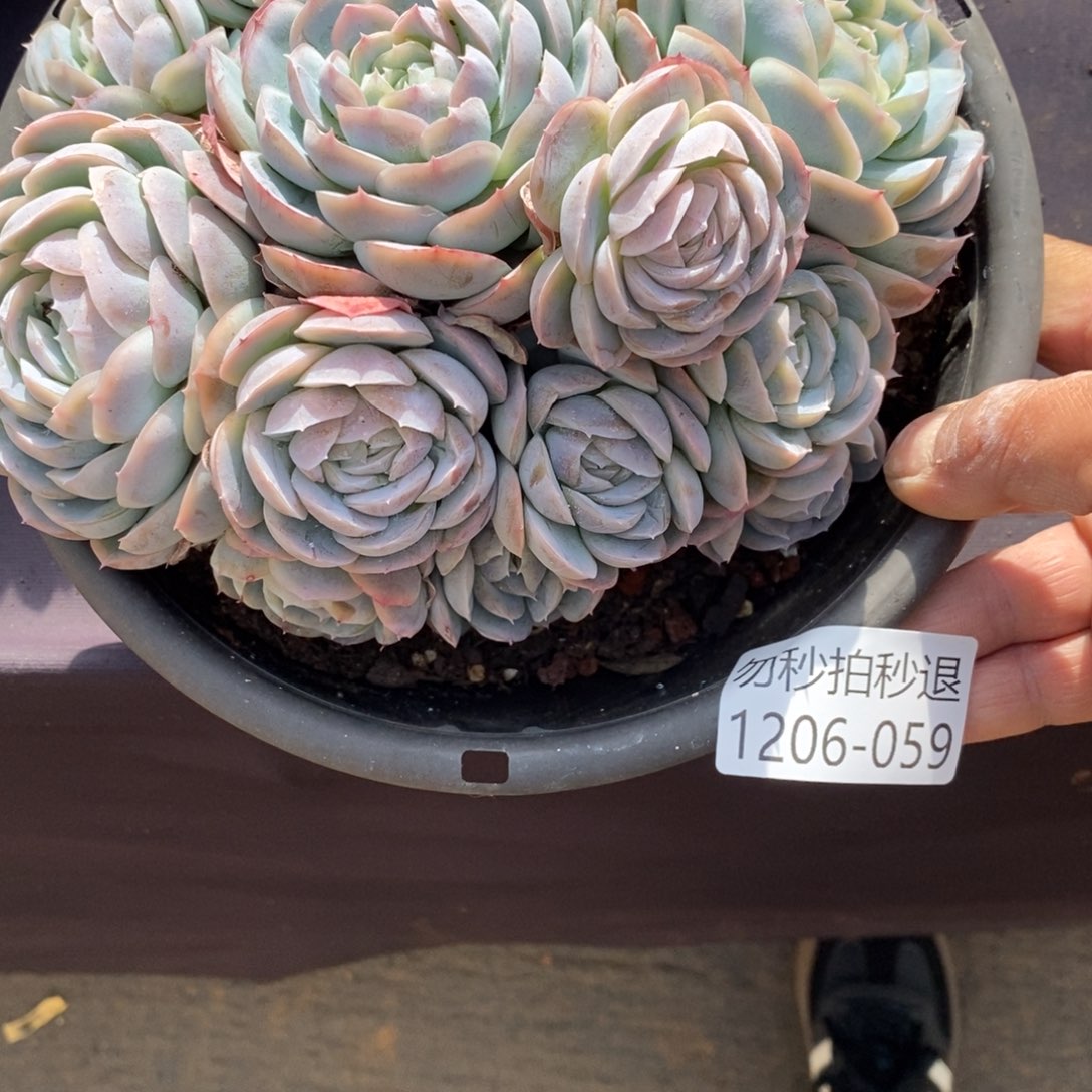 勿秒拍秒退1206-59西娜