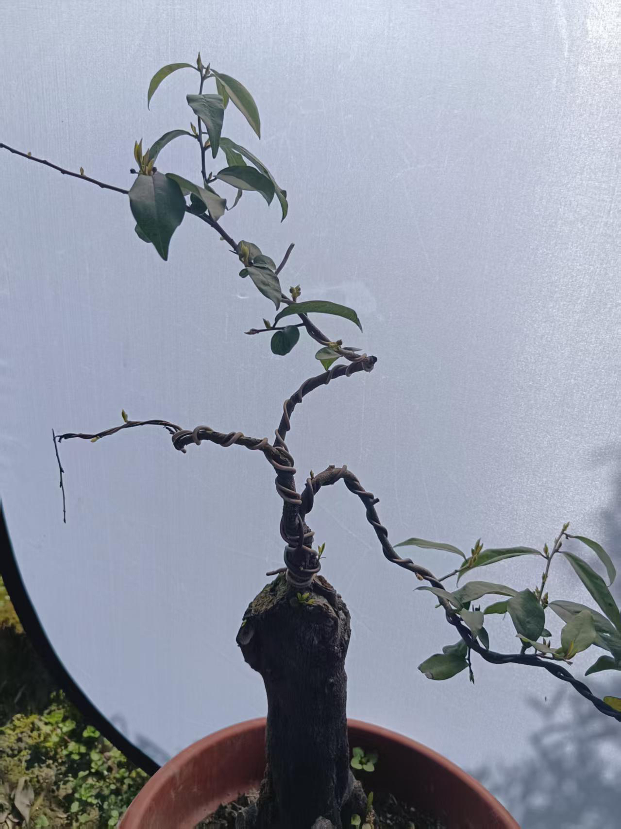 金弹子瓶兰花盆景素材一物一拍