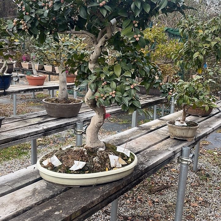 D***k无花朵茶梅吃这么茶梅馋茶梅