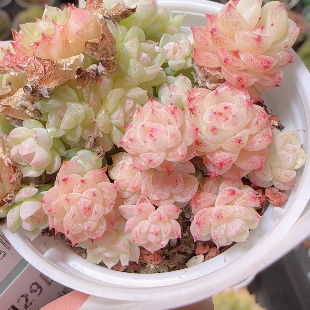 花语逸镜1129-133散