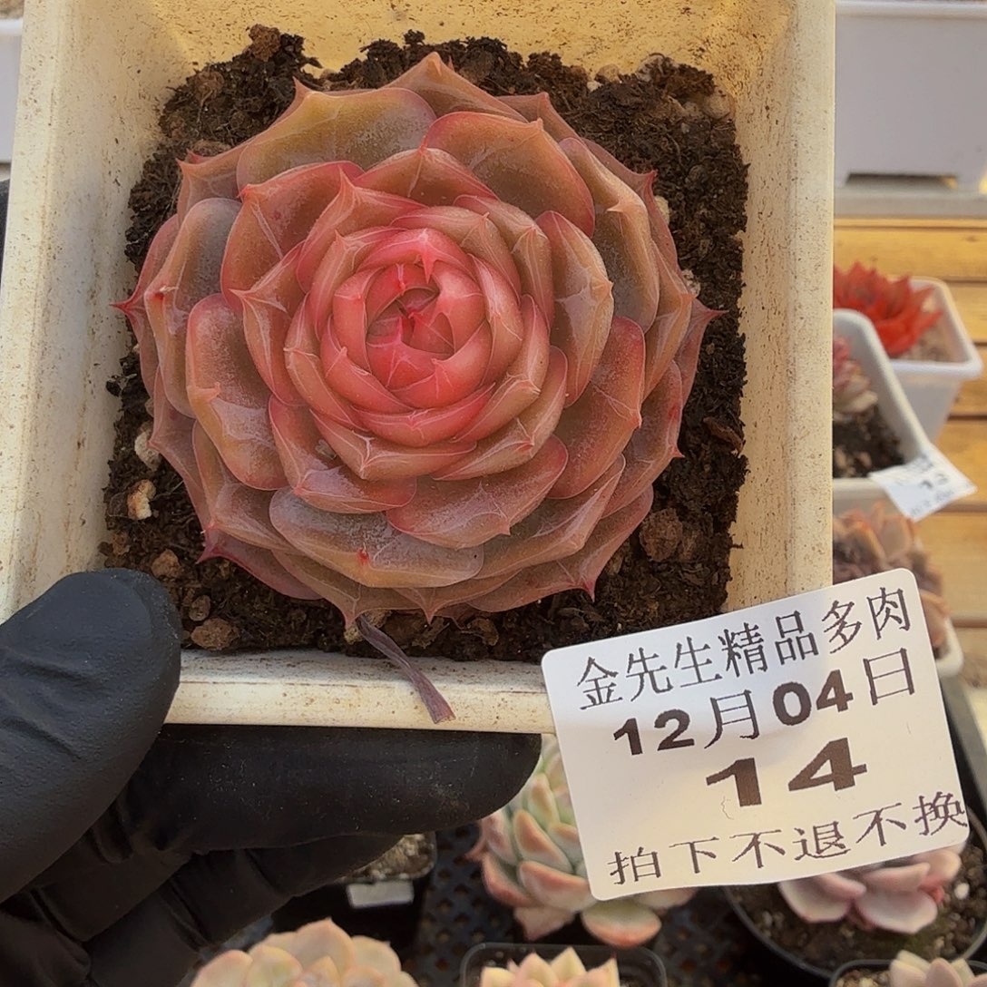 1204-14琉璃盏单头