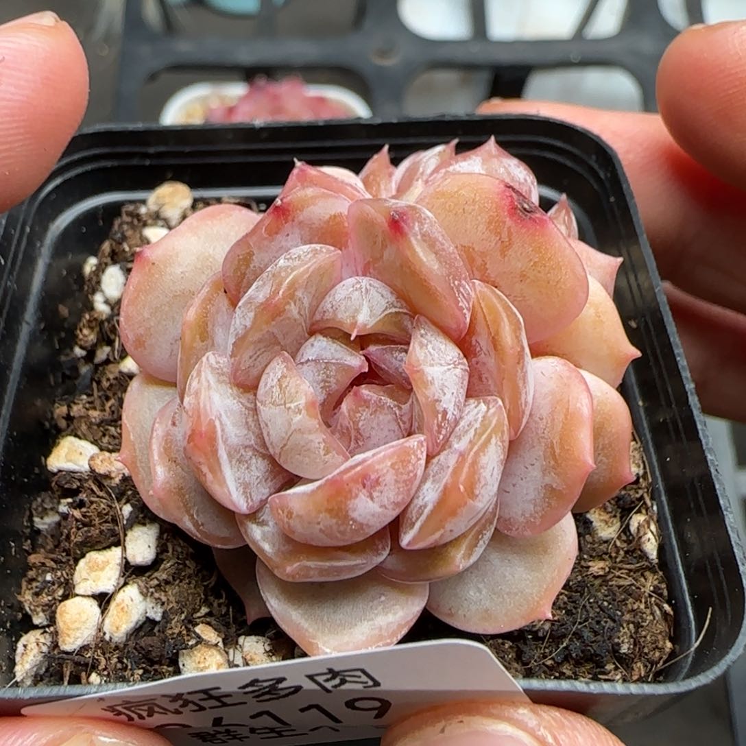 一物一拍宫花珍妮26119