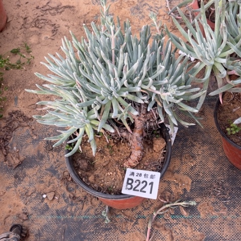 221爱度莉丝不包断枝