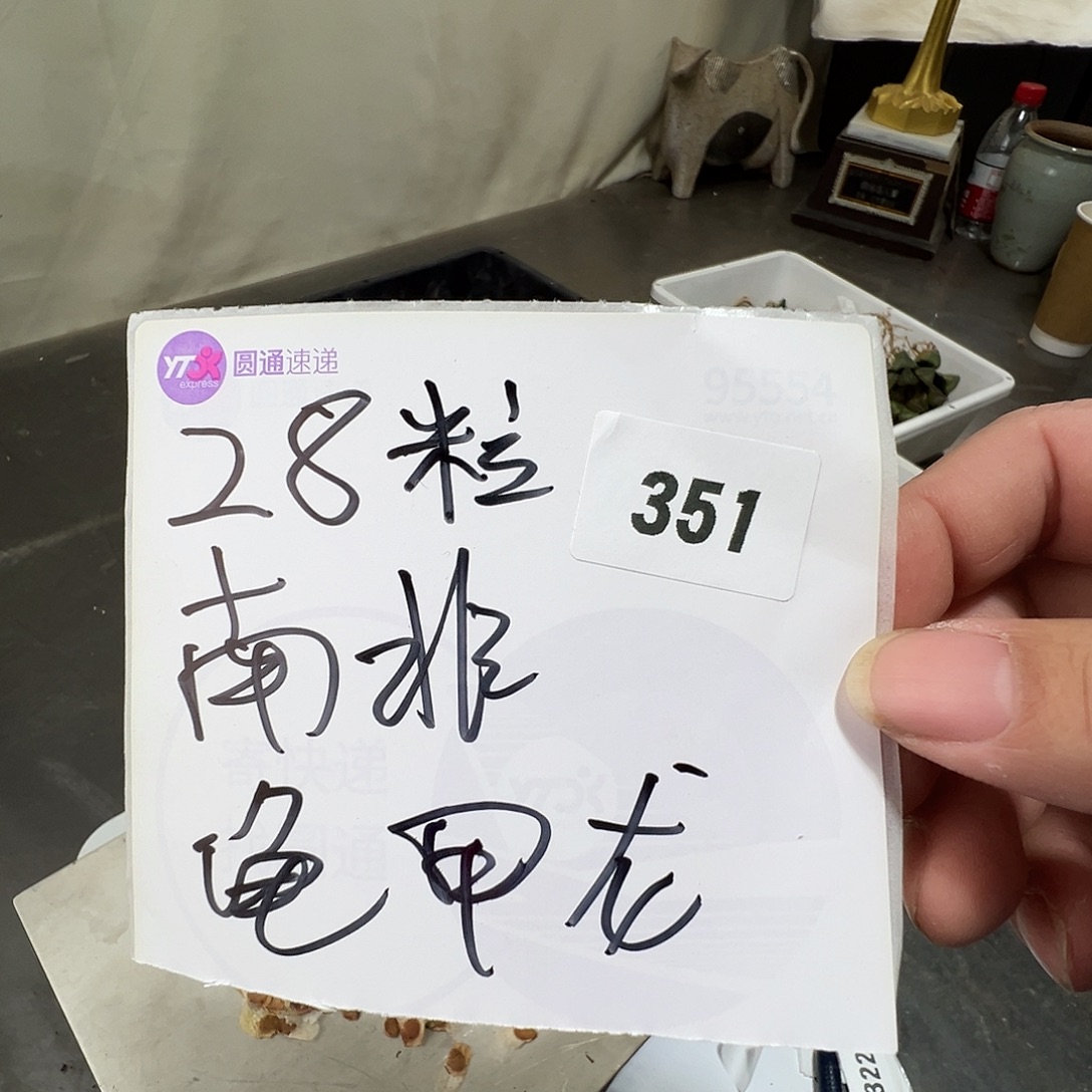 多肉植物专拍植物不退换 一物一拍 351