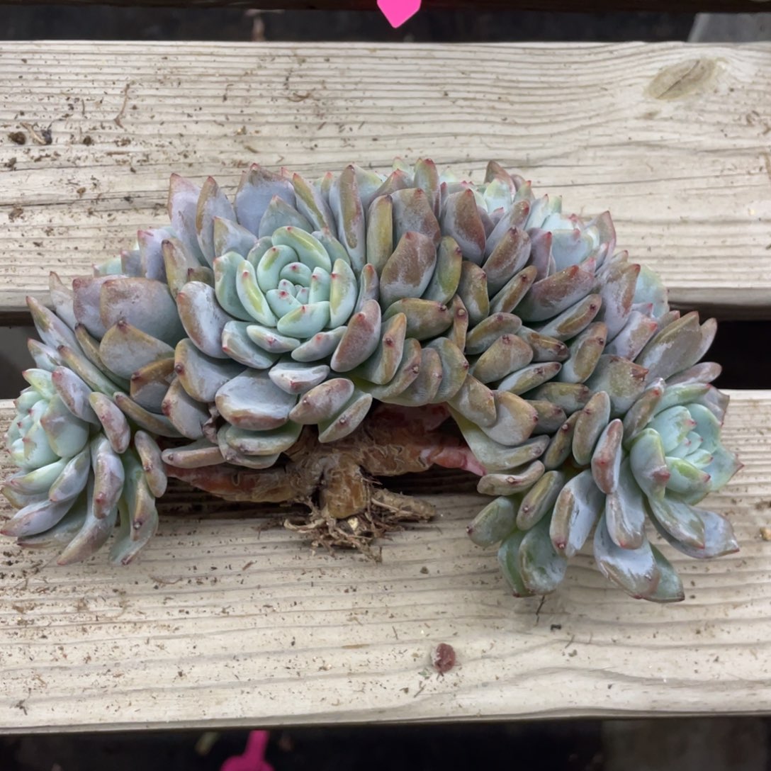 石榴子星影缀化八头无砍无摘
