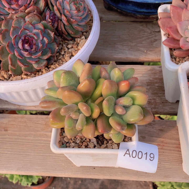 春***里闪购多肉1棵a0019