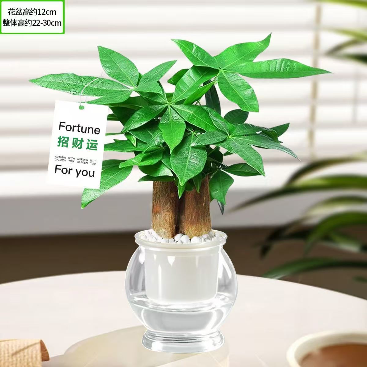 三杆发财树盆栽易活植物室内客厅小盆景四季常青内盆栽花卉球