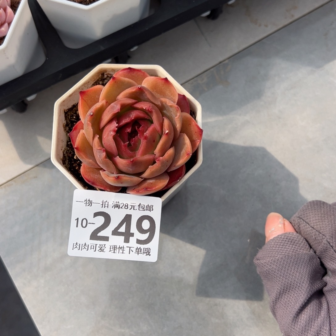 东云虾饺多肉多肉多肉多肉