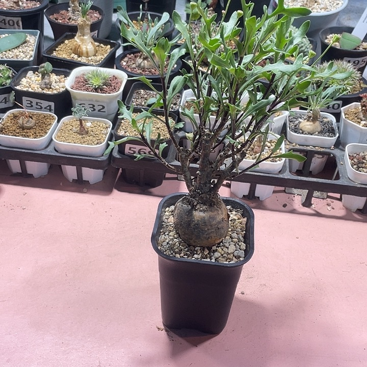 ****人658产地瓶干厚墩菊