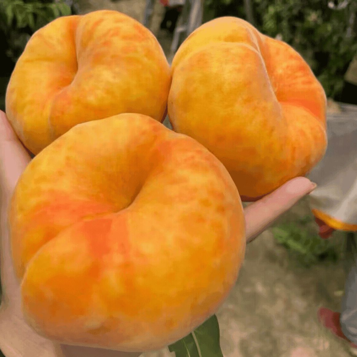 红肉血桃树苗嫁接特大早熟黄金蟠桃树南北方种油桃树果苗当年结果