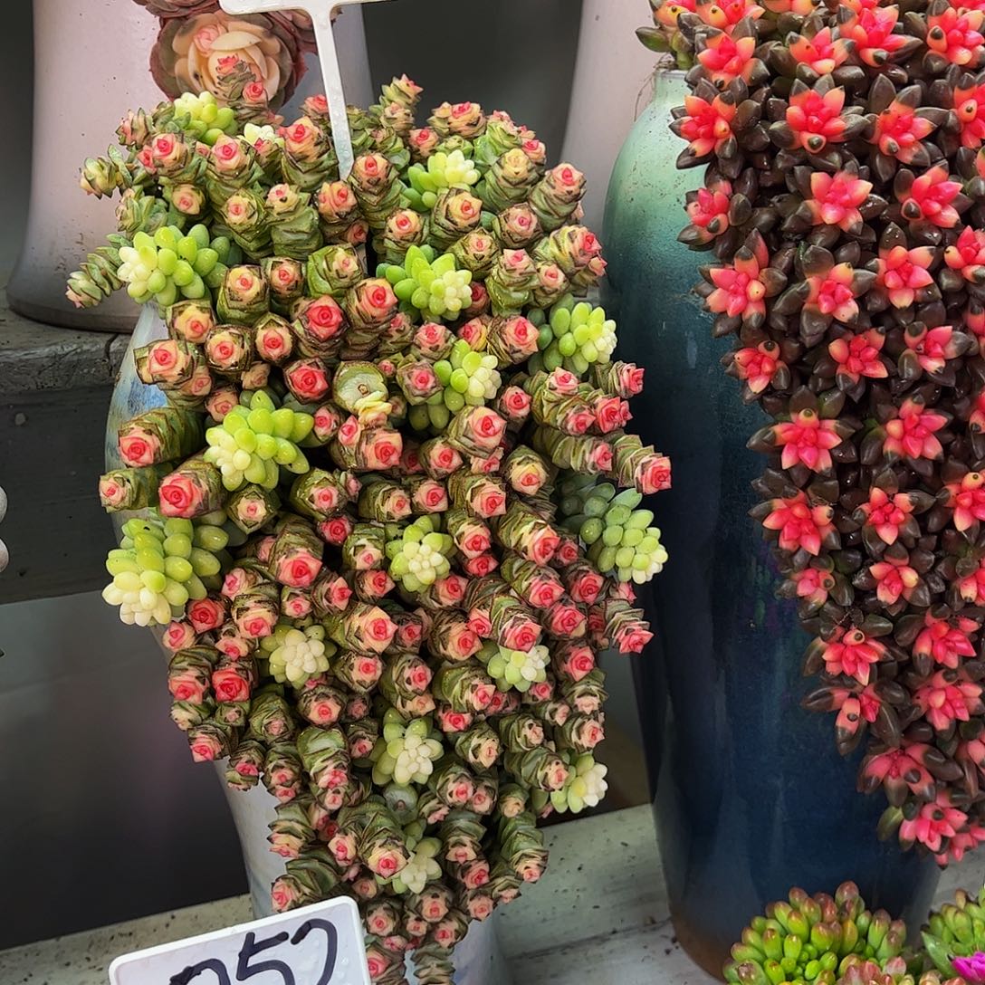 成品懒人彩色一体