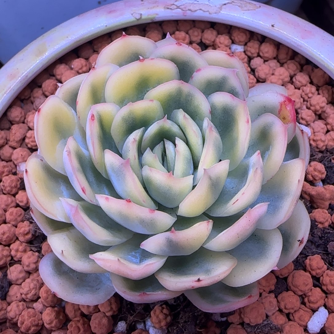 草莓冰锦 多肉植物