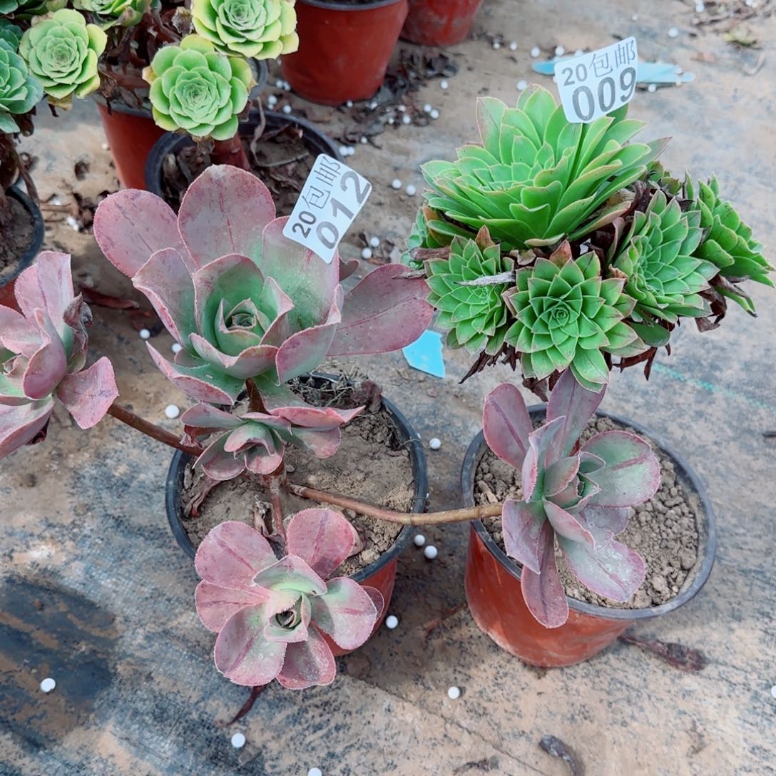 多肉012+009满20包邮断枝不包