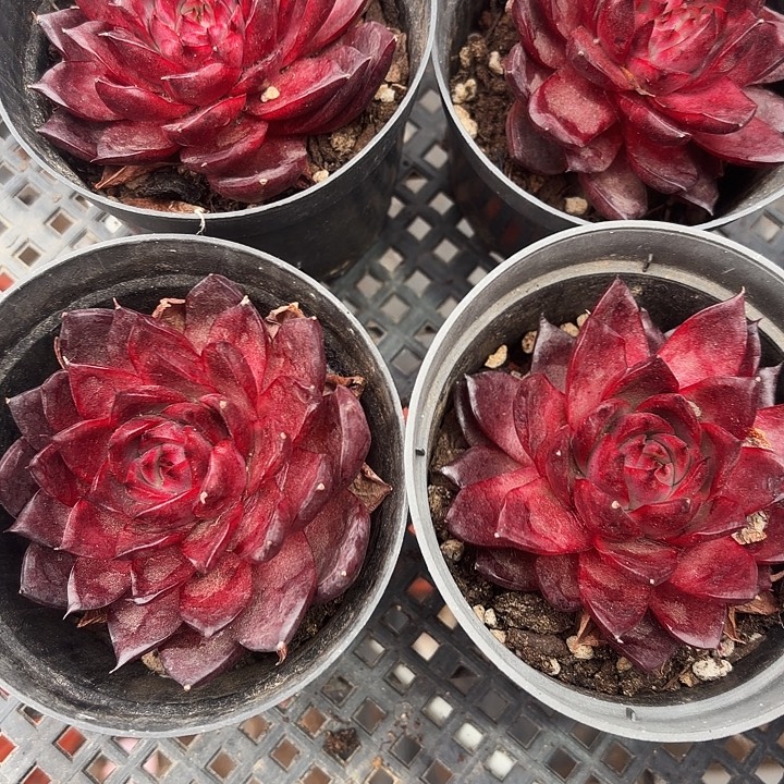 非红  满12.9包邮