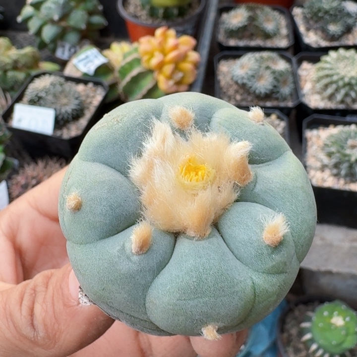 114实生特白肌仙仙人球