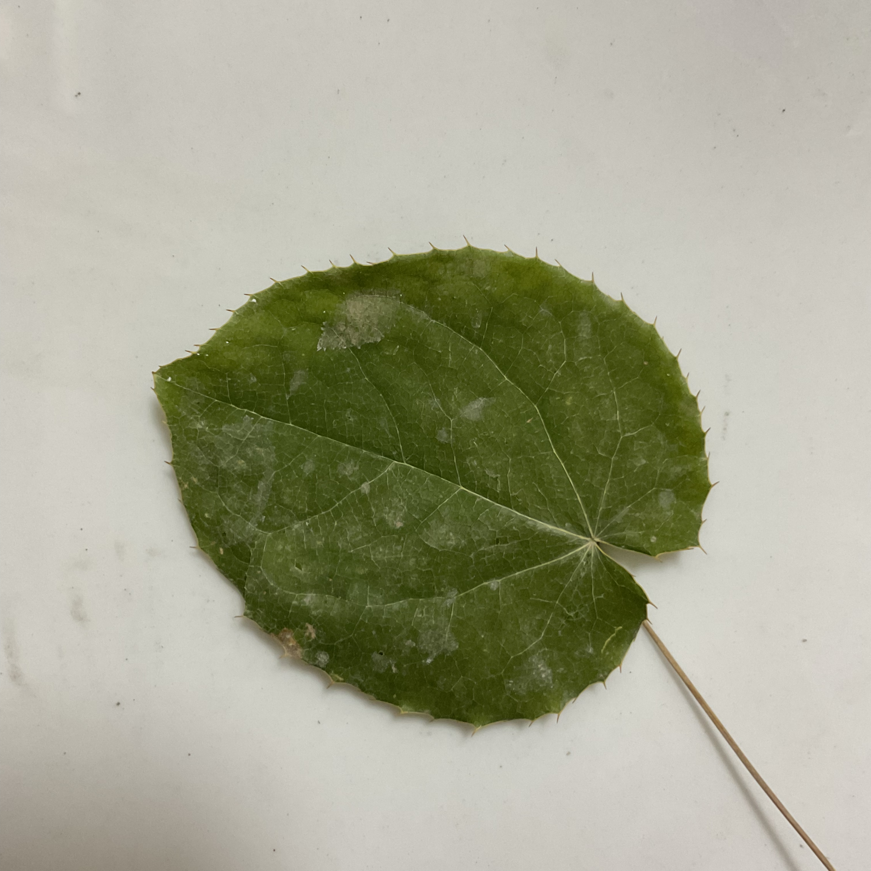淫羊藿带侧枝甘肃小圆叶整叶精选新货