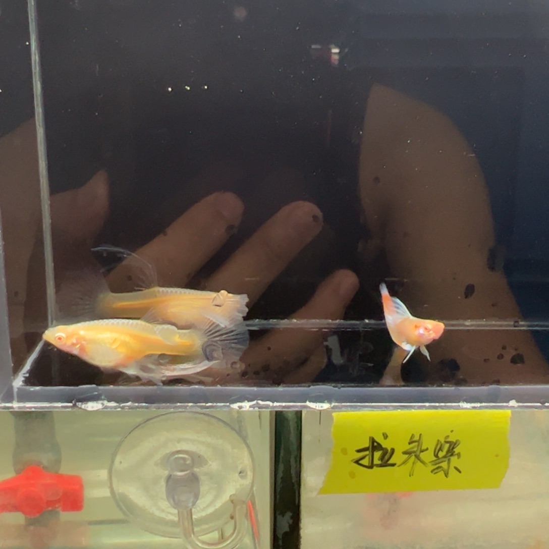 孔雀鱼蓝白大c两母一公