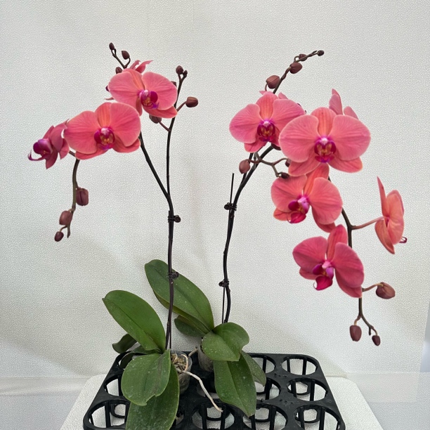 2棵包邮！蝴蝶兰《小桔灯》橘红色系 耐开好养 蜡质花 轻奢高级