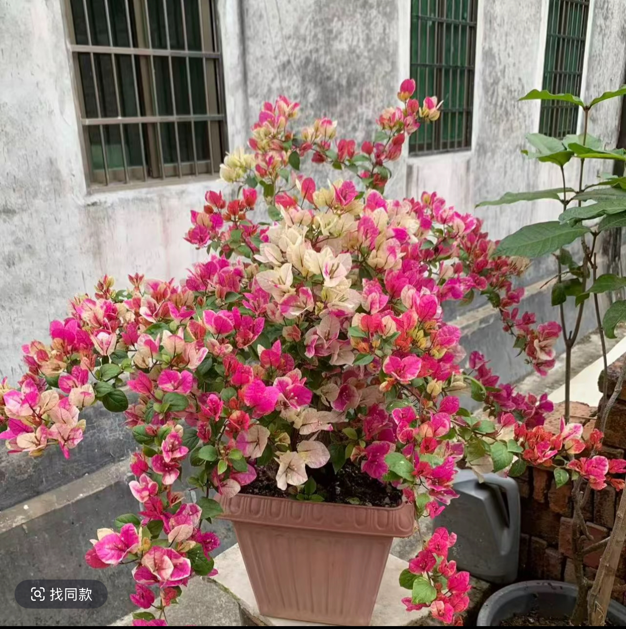 漳红樱三角梅花苗（修剪发货 运输掉花掉叶介意慎拍） 