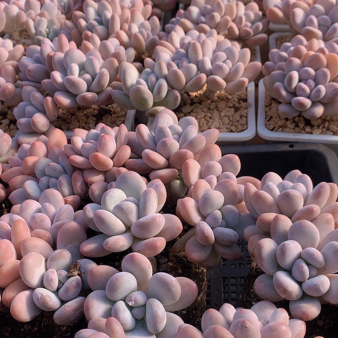 老庄香水群456788999“