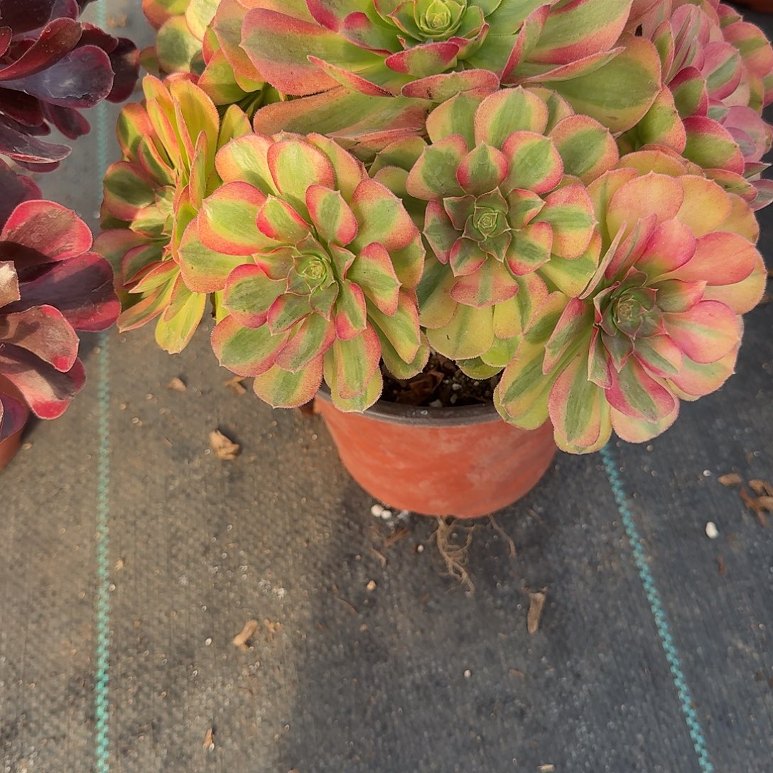 永***独雨荷法师0000000000256