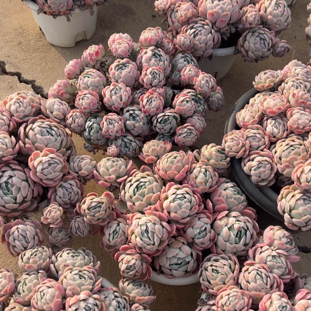 奶油贝瑞整桩整群