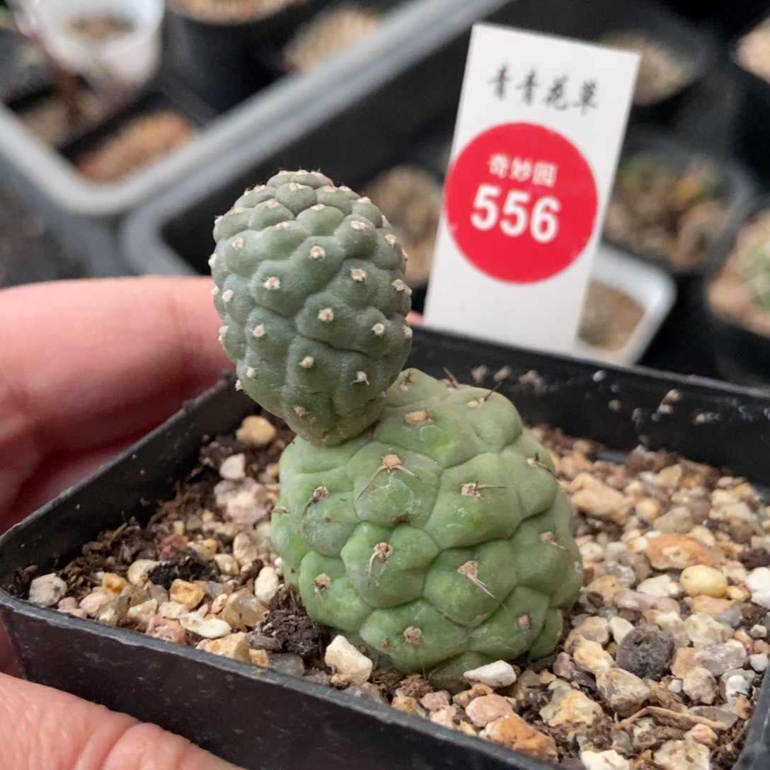 自根双头习志野一棵