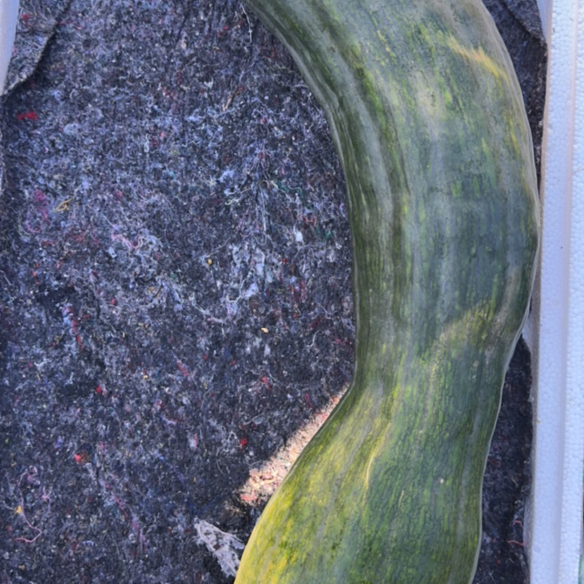 新鲜现摘嫩南瓜农家自种应季蔬菜可炒菜