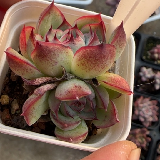 52勾魂仙子多肉植物多