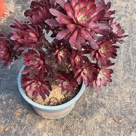 多肉植物紫霞51号